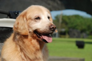 30653068_2105625286120617_7396583593868263424_o