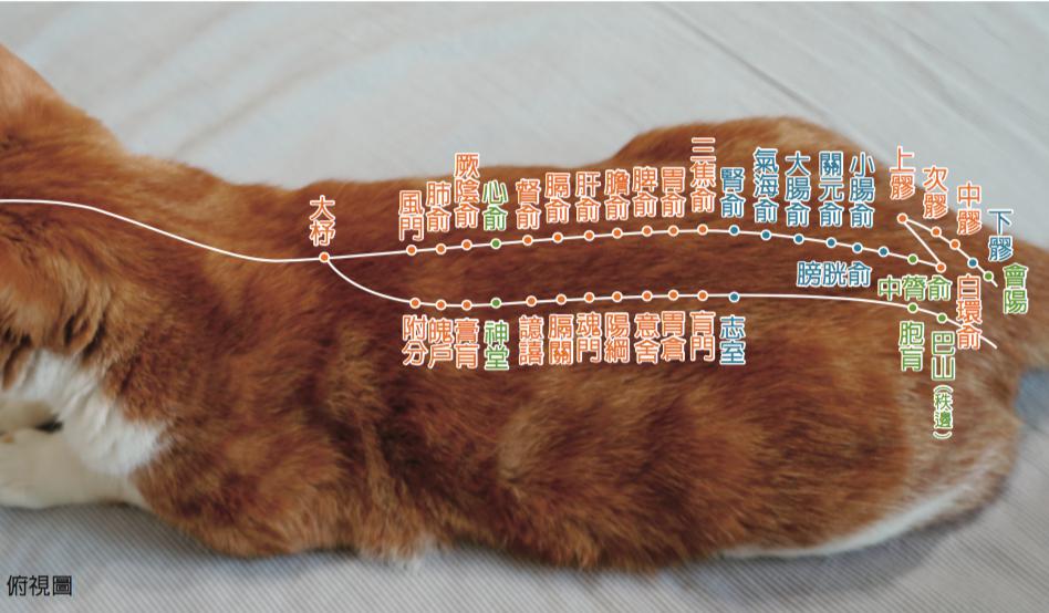 <一阳指与马杀鸡＞毛孩犬猫经络穴位图集应用：舒缓毛孩拉肚子的穴位