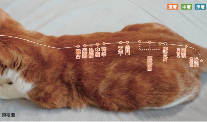 <一陽指與馬殺雞＞毛孩犬貓經絡穴位圖集應用：犬貓腎臟疾病按摩穴位