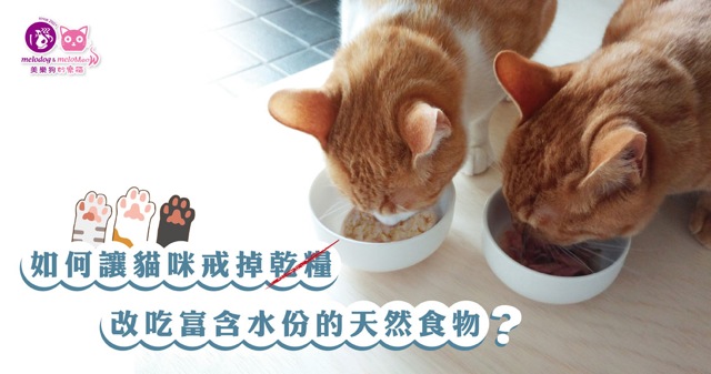 貓咪轉換成天然飲食（鮮食／生食）的技巧與原則