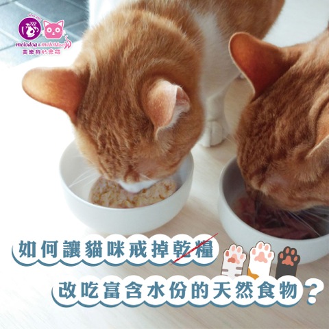 如何讓貓咪轉換天然食物