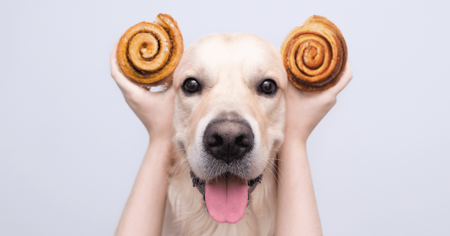 Can-dogs-eat-cinnamon